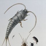 Old illustration "insects", 1960s