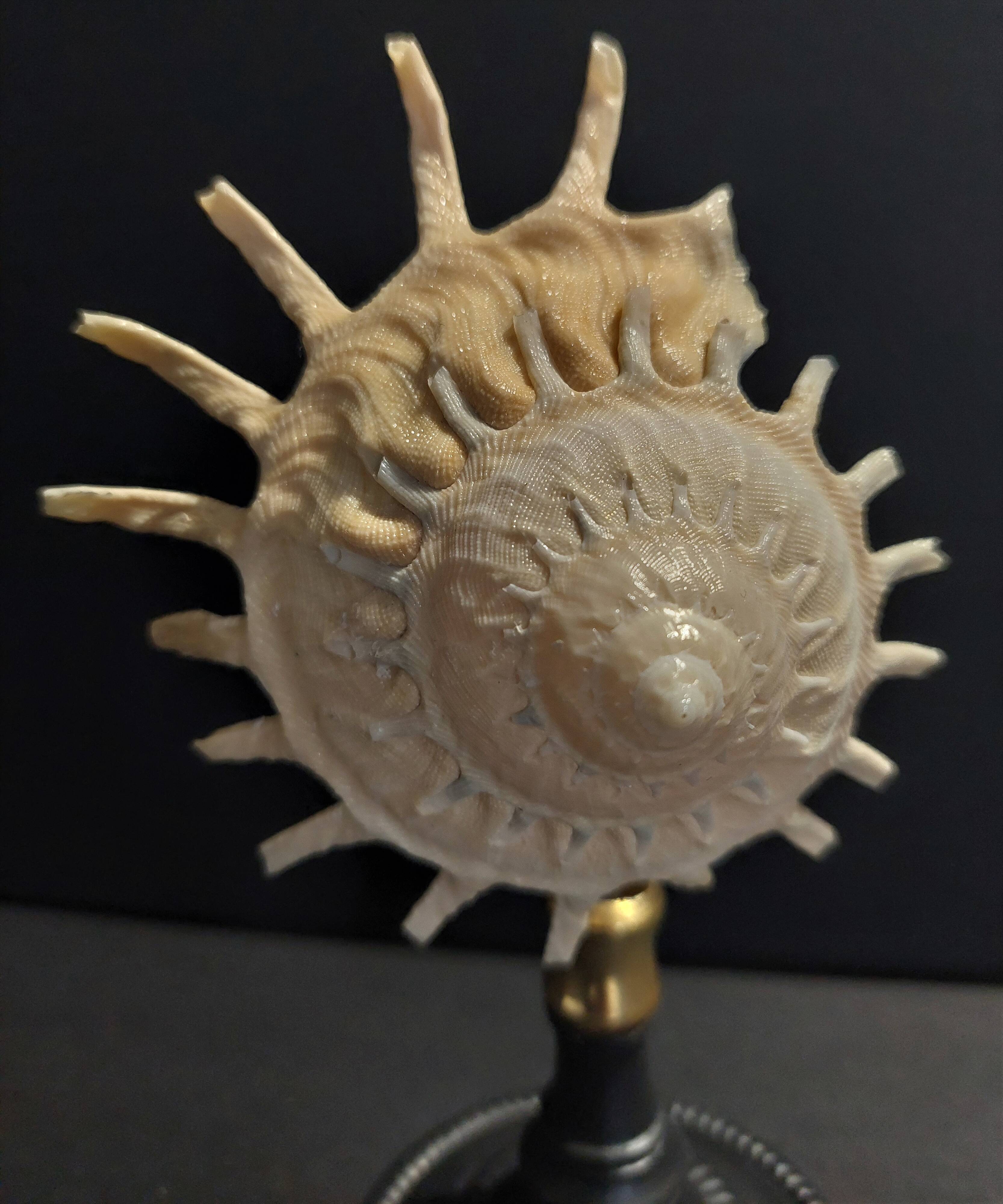 Cabinet of Curiosities stellaria solaris shell on base