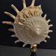 Cabinet of Curiosities stellaria solaris shell on base