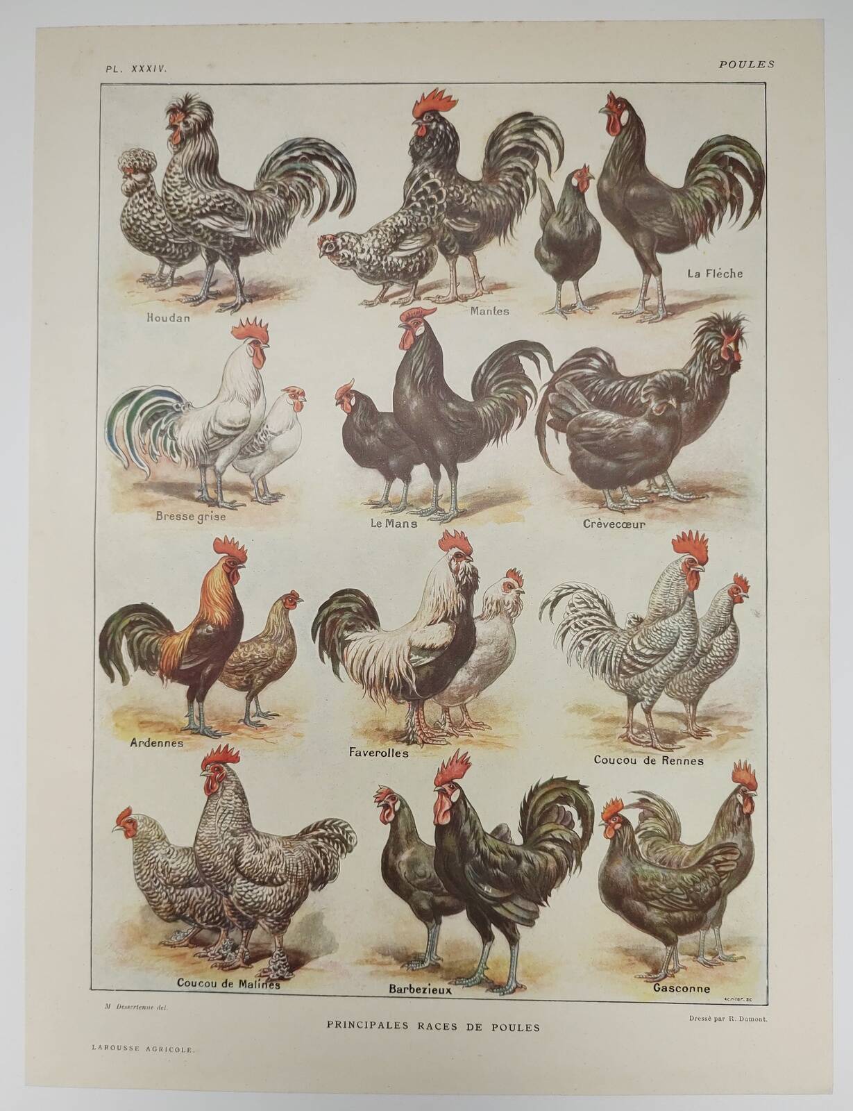 Original engraving from 1922 - Hens and rooster (1) - Old peasant board