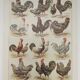 Original engraving from 1922 - Hens and rooster (1) - Old peasant board
