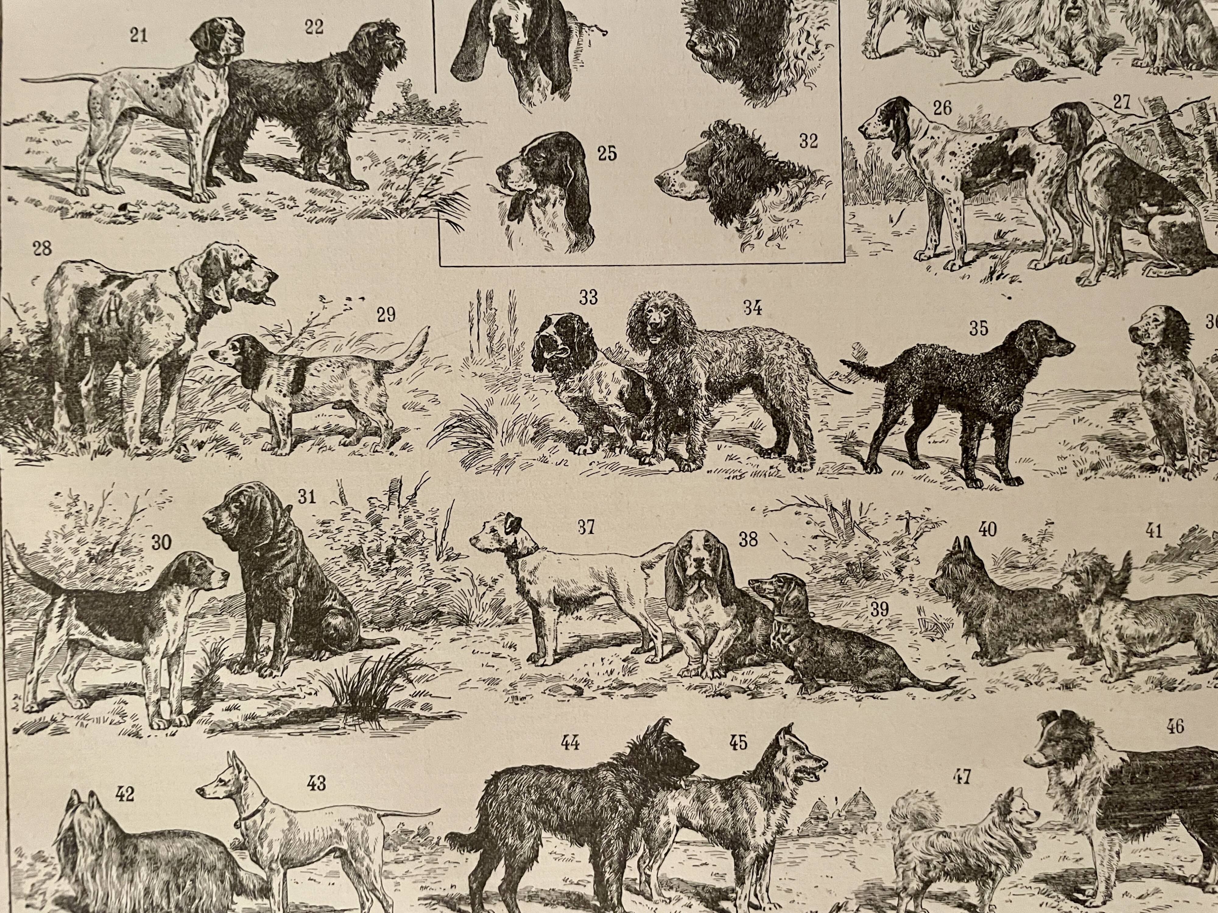 Lithograph on dogs - 1900