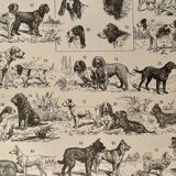 Lithograph on dogs - 1900