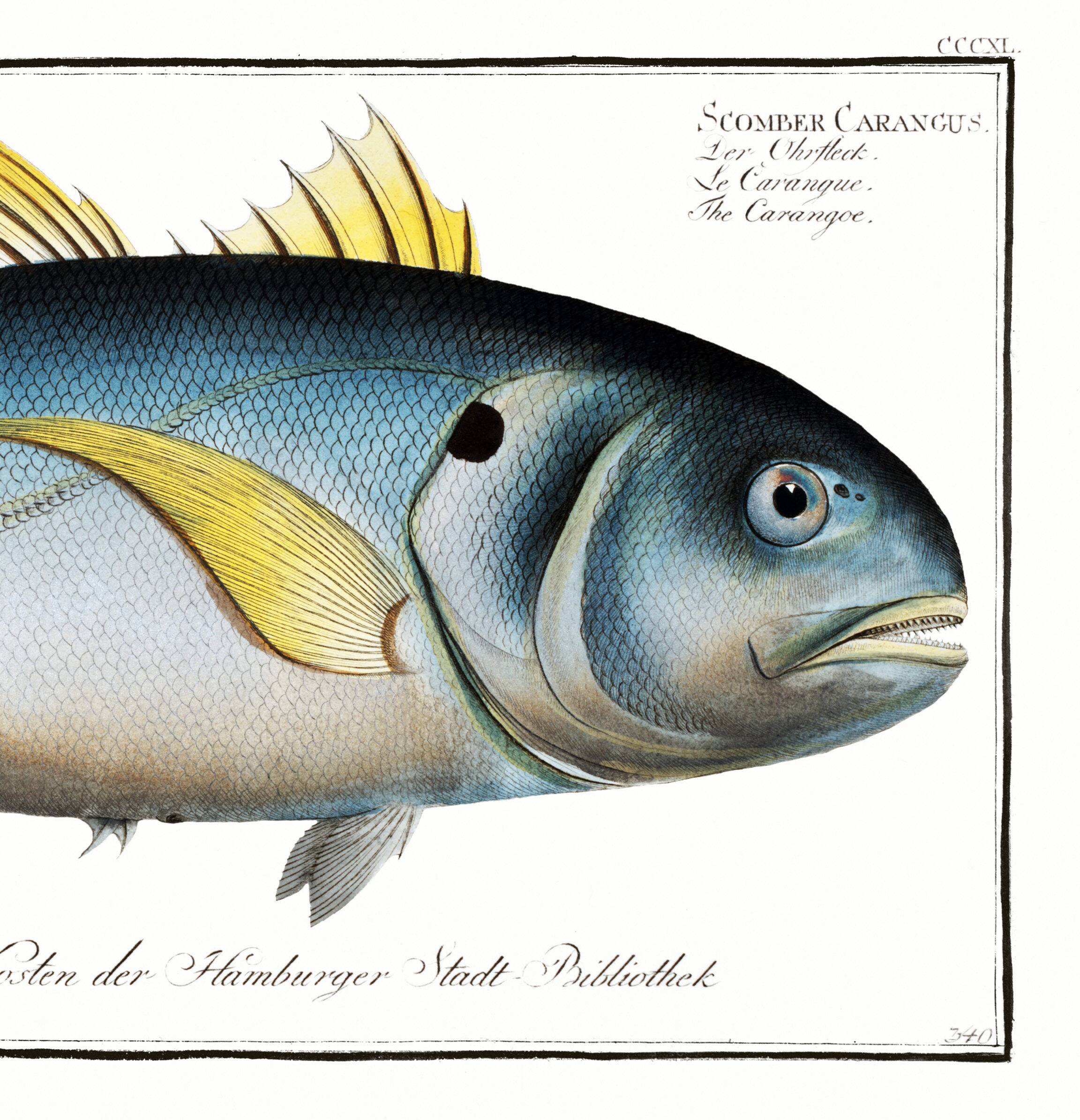 Poster about “the jack”, a fish, based on an old engraving from 1746.
