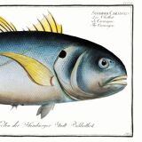 Poster about “the jack”, a fish, based on an old engraving from 1746.