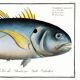 Poster about “the jack”, a fish, based on an old engraving from 1746.