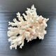 Large white coral