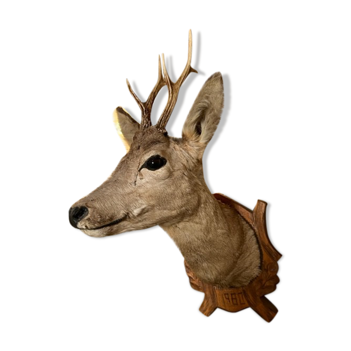 Deer Hunting Trophy
