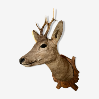 Deer Hunting Trophy