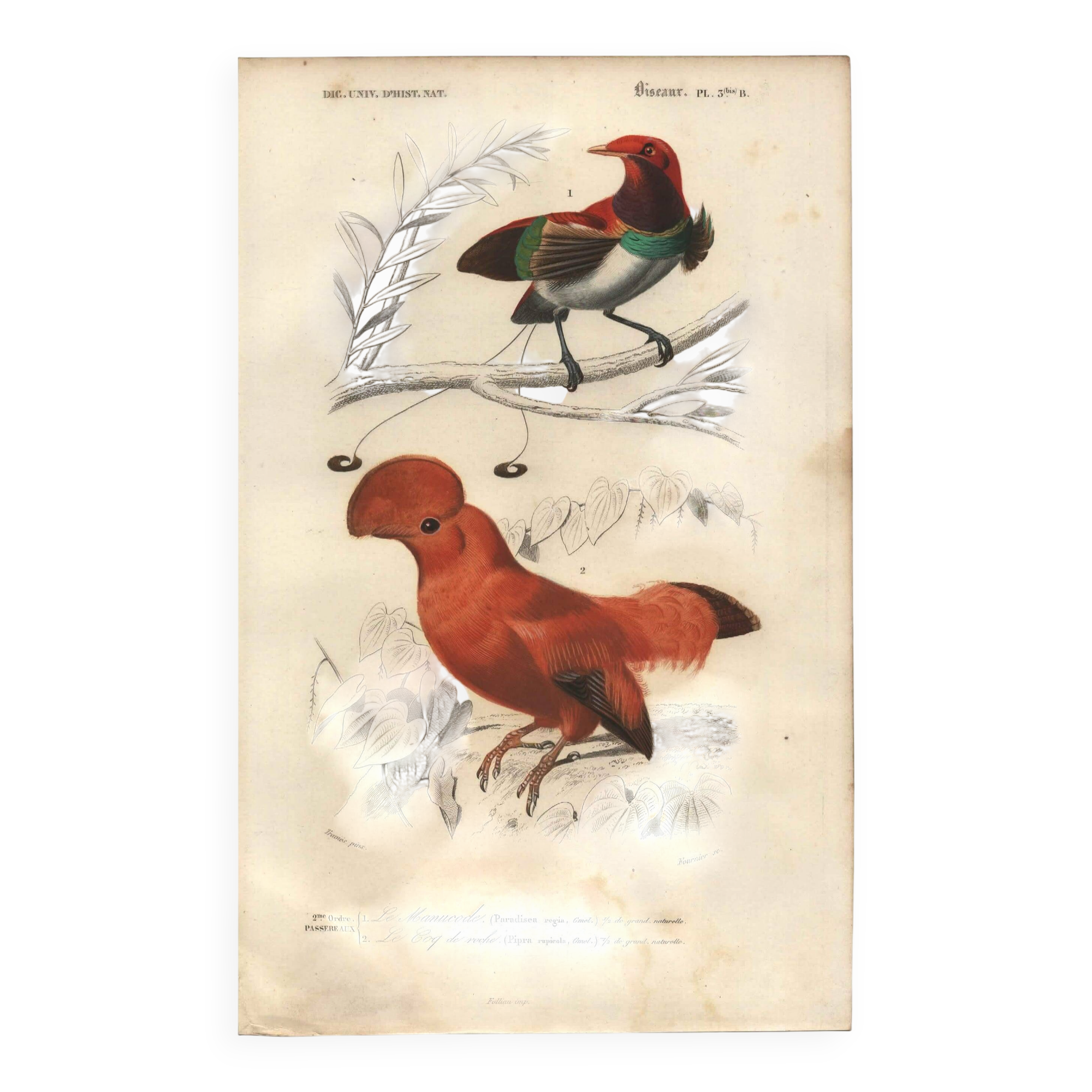 Antique engraving, 1849 - Manuscript and Rooster of the Rock by E. Travies