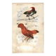 Antique engraving, 1849 - Manuscript and Rooster of the Rock by E. Travies