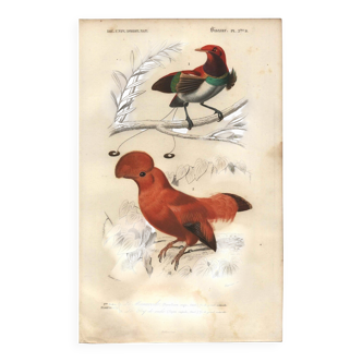 Antique engraving, 1849 - Manuscript and Rooster of the Rock by E. Travies