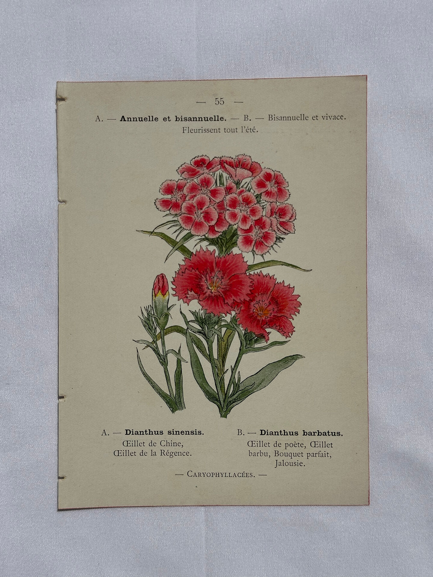 Planche botanique Gravure Fleur Plante 19eme double face colorée