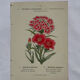 Planche botanique Gravure Fleur Plante 19eme double face colorée
