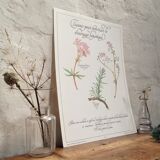 Affiche botanique tisane