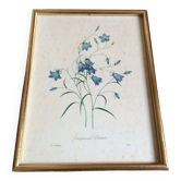 Botanical frame