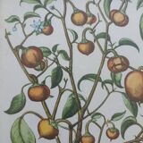 Framed botanical board