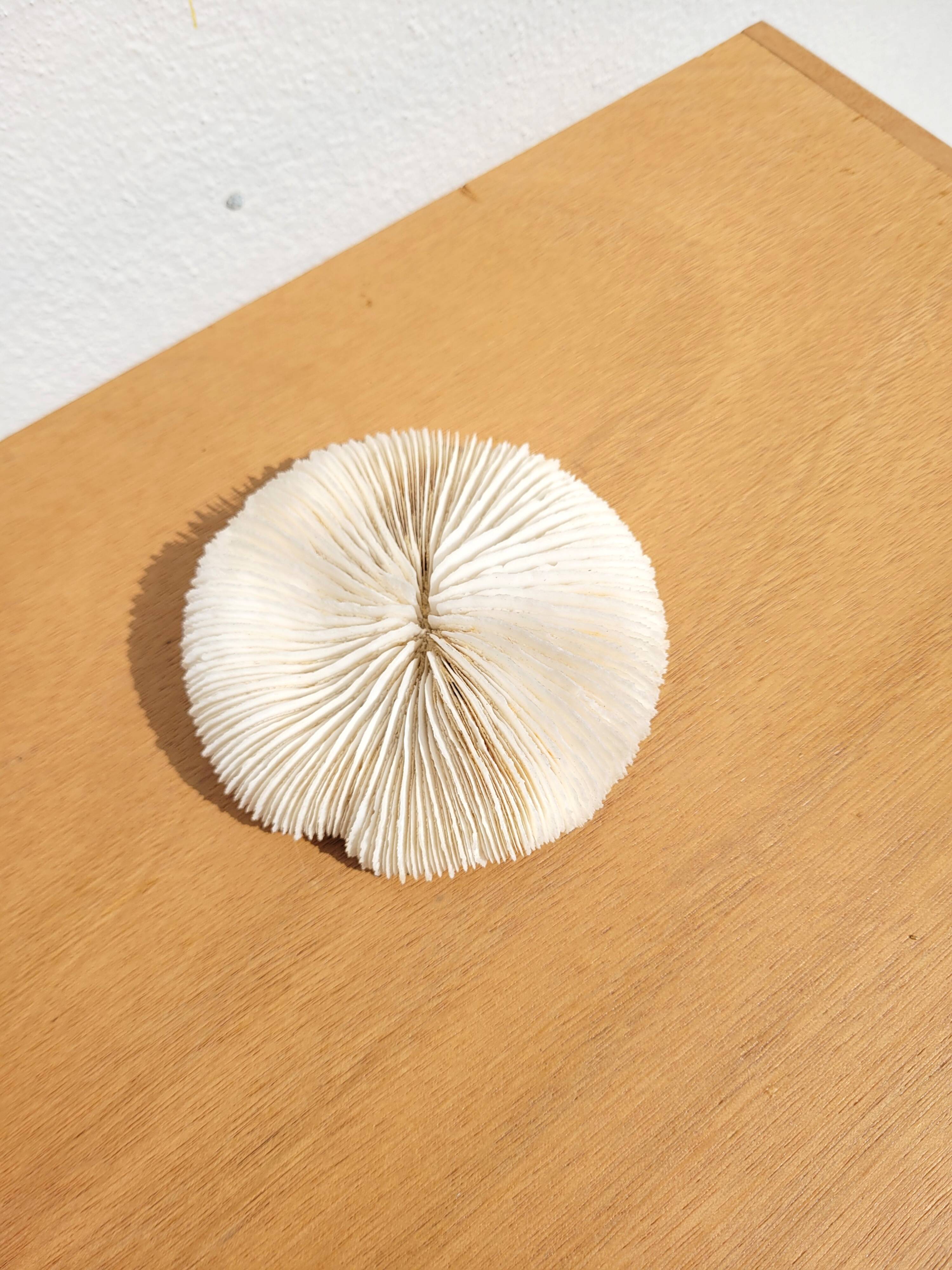 Ancient Coral Fungia or Shark Cushion