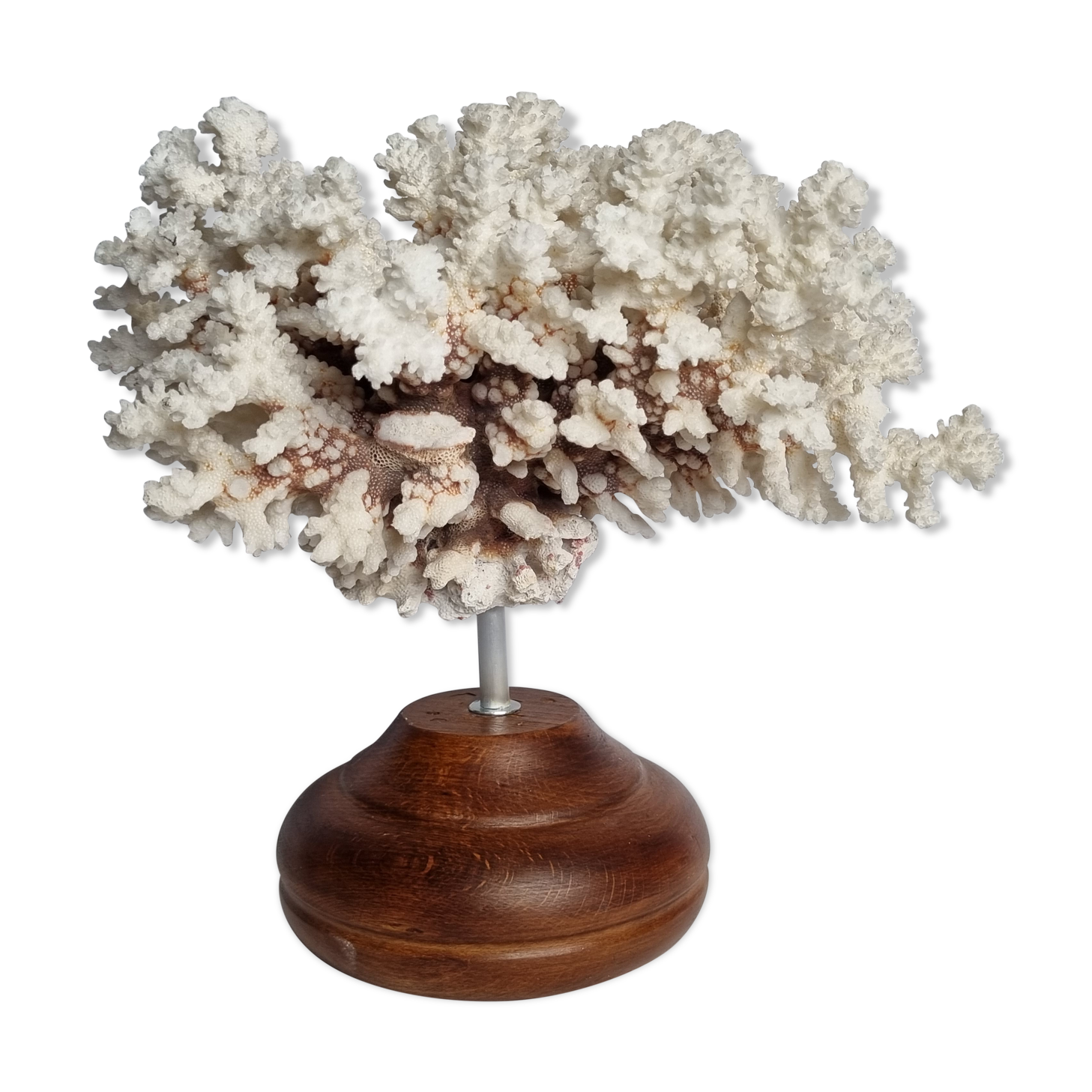 Old white coral in branches on base, 32 cm