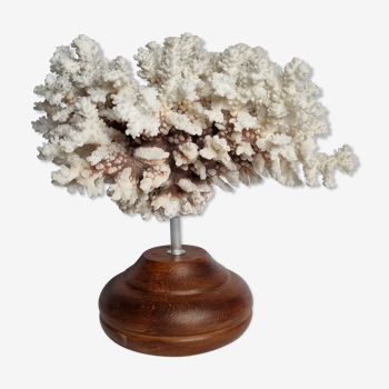 Ancien corail blanc en branches sur socle, 32 cm