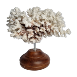 Old white coral in branches on base, 32 cm