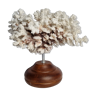 Ancien corail blanc en branches sur socle, 32 cm