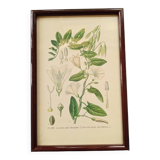 Botanical board