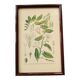 Botanical board