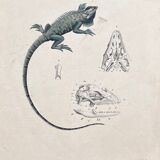 Poster (lithograph) iguana