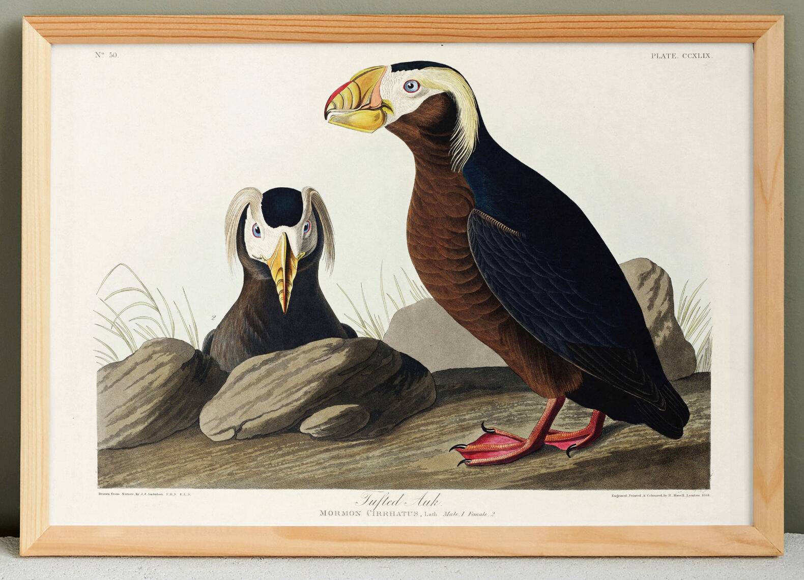 Poster about the Tufted Puffin, based on an old engraving from 1827.