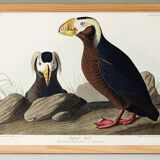 Poster about the Tufted Puffin, based on an old engraving from 1827.