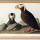 Poster about the Tufted Puffin, based on an old engraving from 1827.