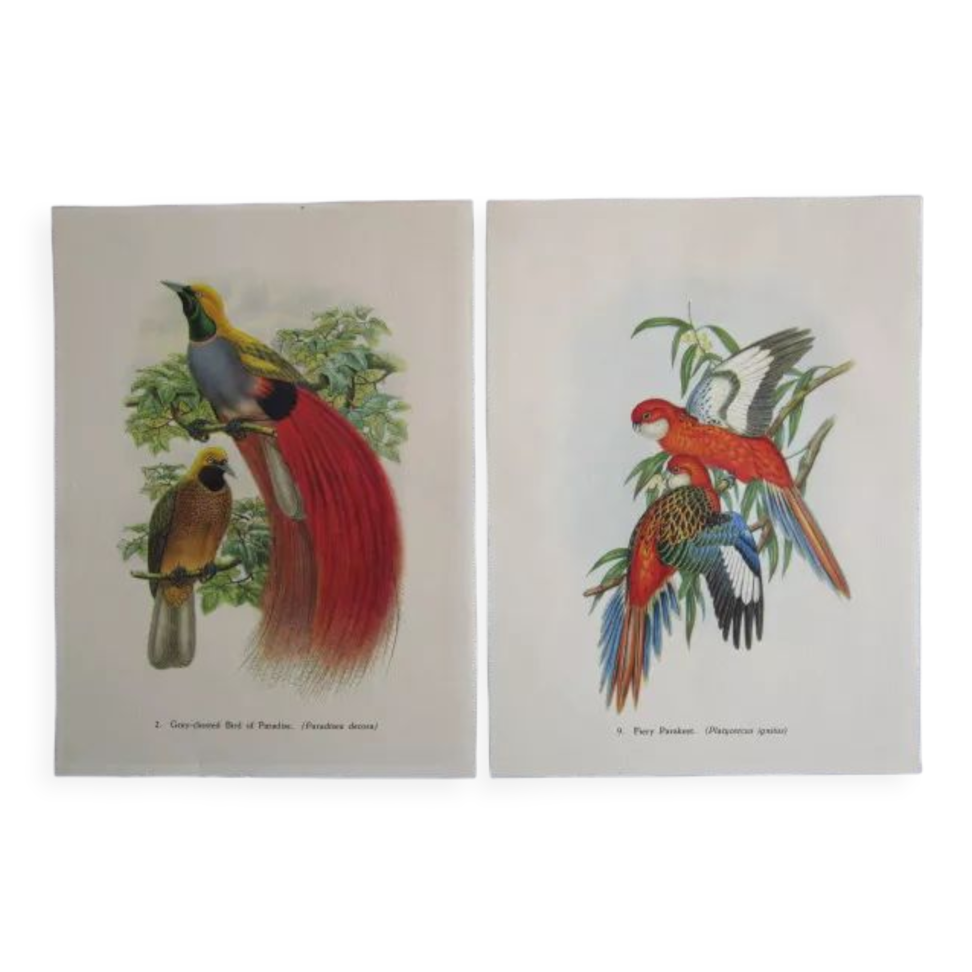 Pair of engravings of birds to frame