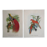 Pair of engravings of birds to frame