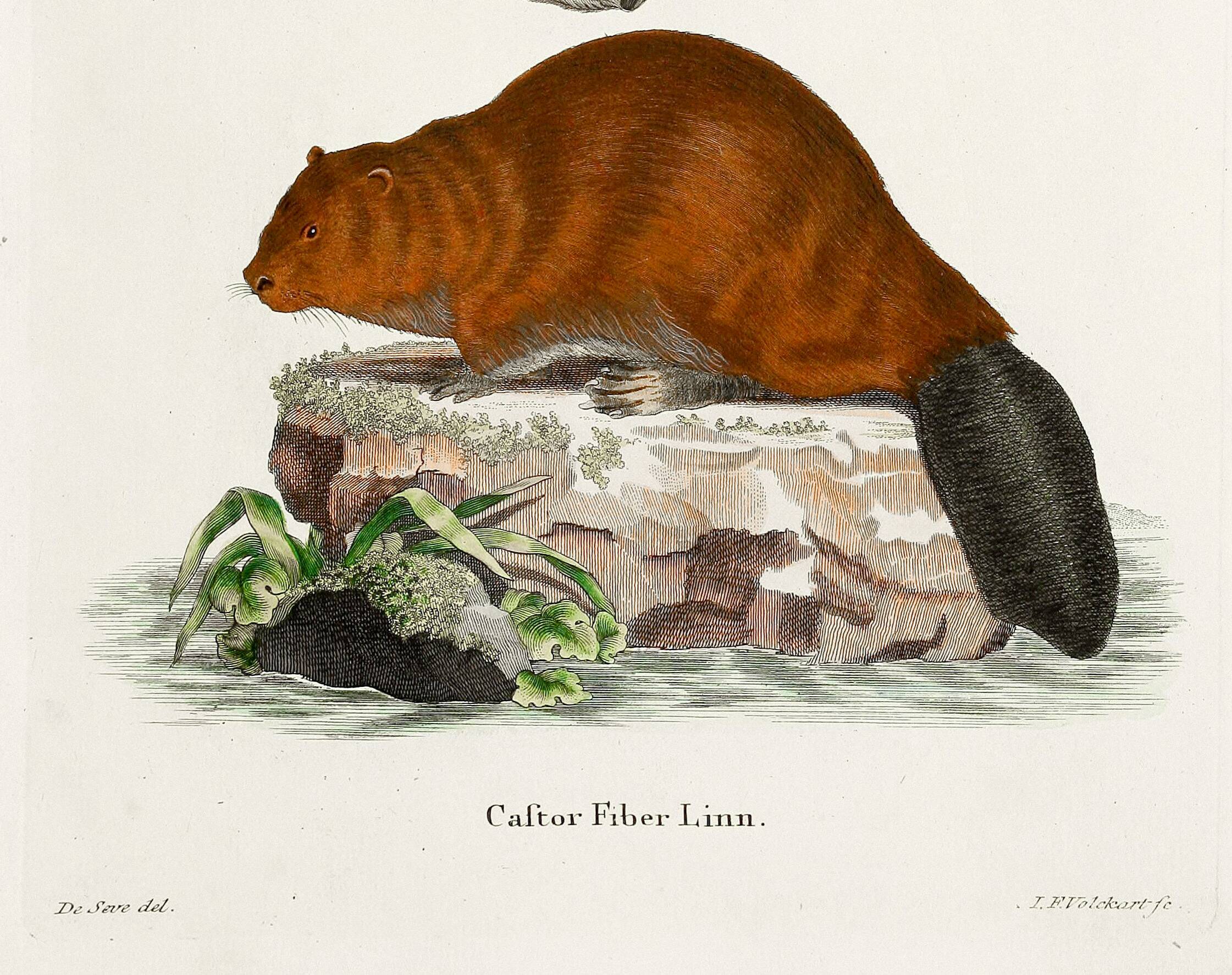 Poster about the beaver, based on an old engraving from 1774.