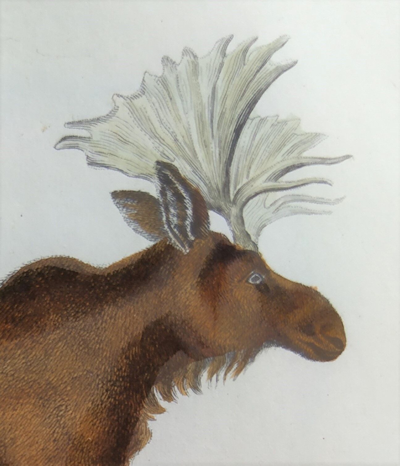 Zoological plank, original "renne - Elan " Buffon 1840