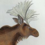 Zoological plank, original "renne - Elan " Buffon 1840