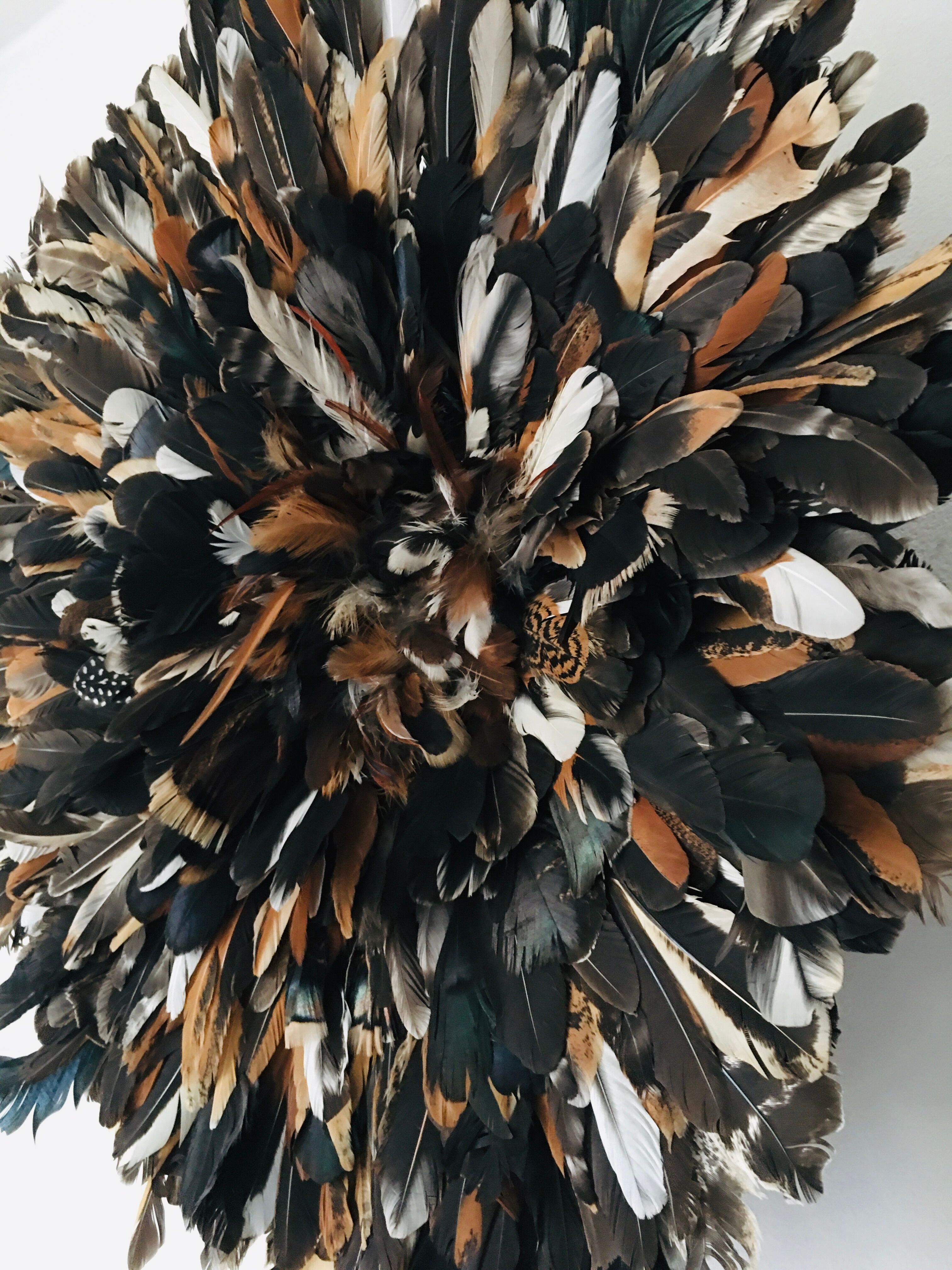 Speckled black jujuhat 50 cm