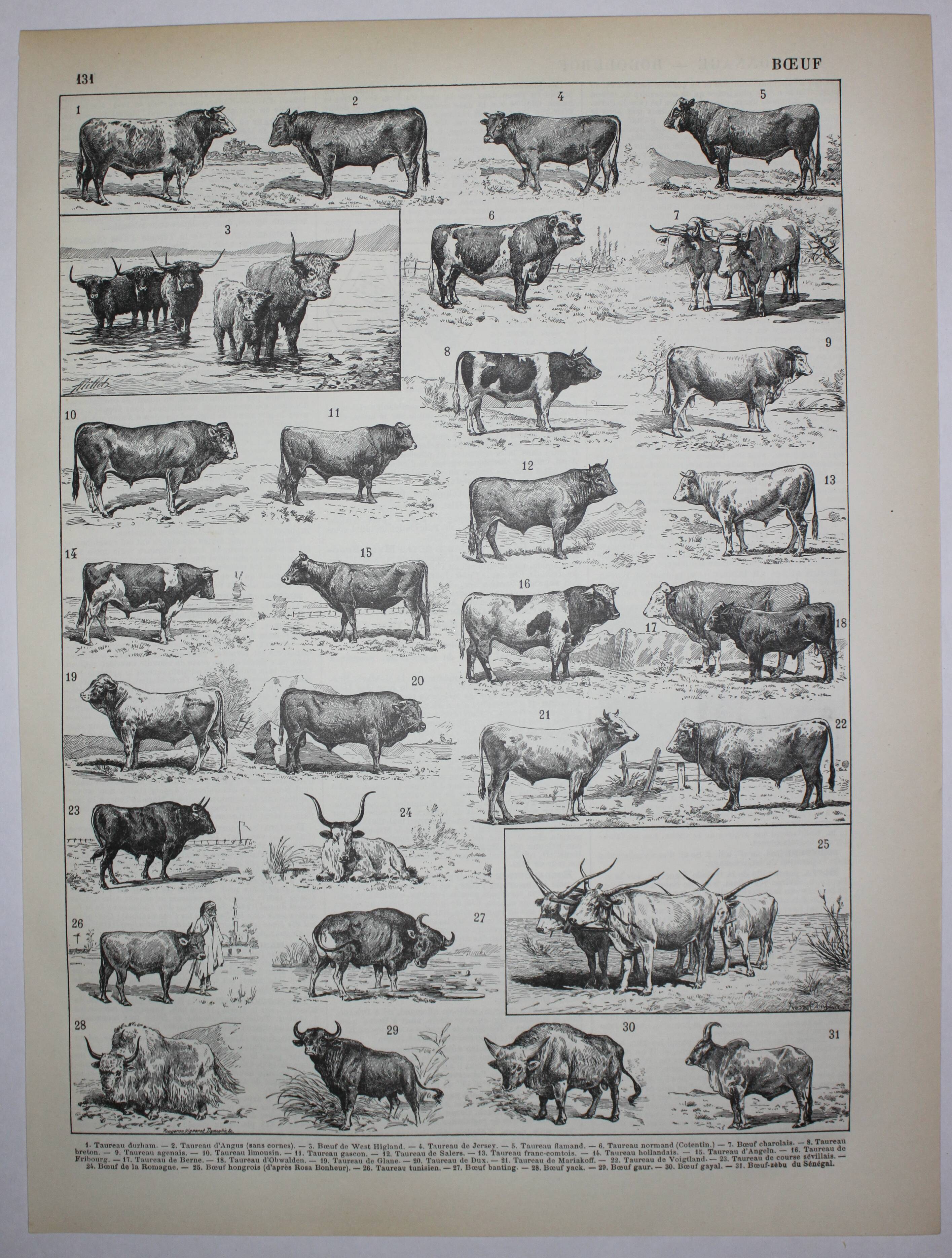 Engraving • Beef, cow, bull, calf • Original lithograph from 1898