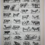 Engraving • Beef, cow, bull, calf • Original lithograph from 1898