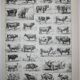Engraving • Beef, cow, bull, calf • Original lithograph from 1898