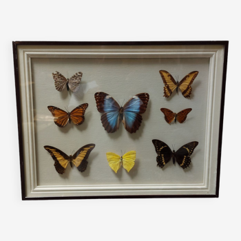 Vintage frame 8 naturalized butterflies under glass