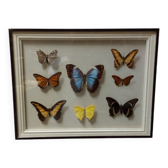 Cadre vintage 8 Papillons naturalisés sous verre