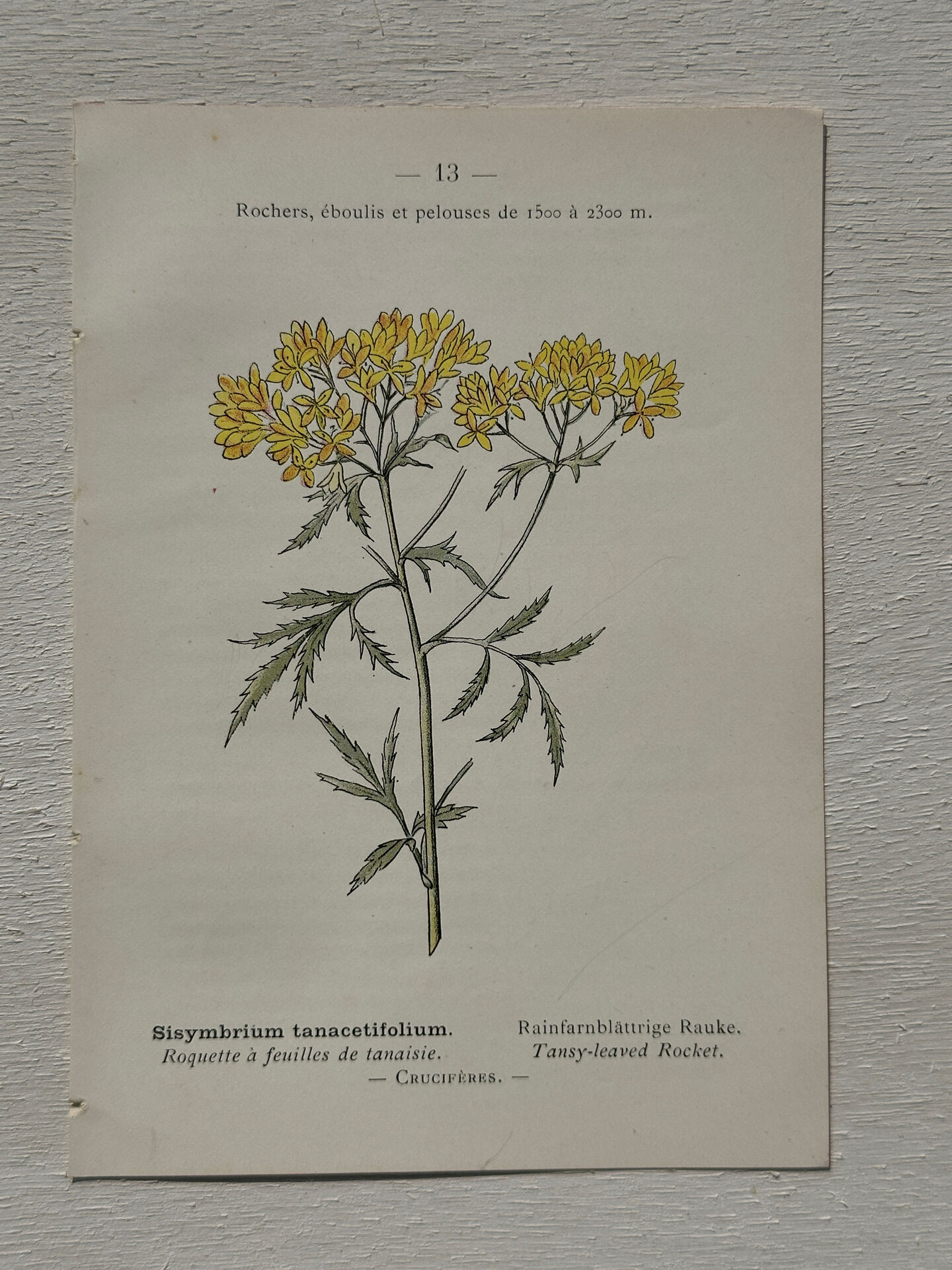 Botanical Plate 1800 Old naturalist engraving 19th century double-sided