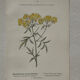 Botanical Plate 1800 Old naturalist engraving 19th century double-sided
