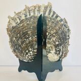 Large mother-of-pearl shell
