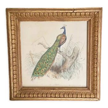 Vintage peacock lithography frame