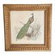 Cadre vintage paon lithographie