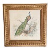 Cadre vintage paon lithographie