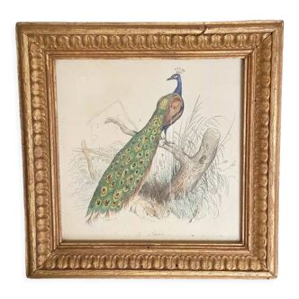 Vintage peacock lithography frame